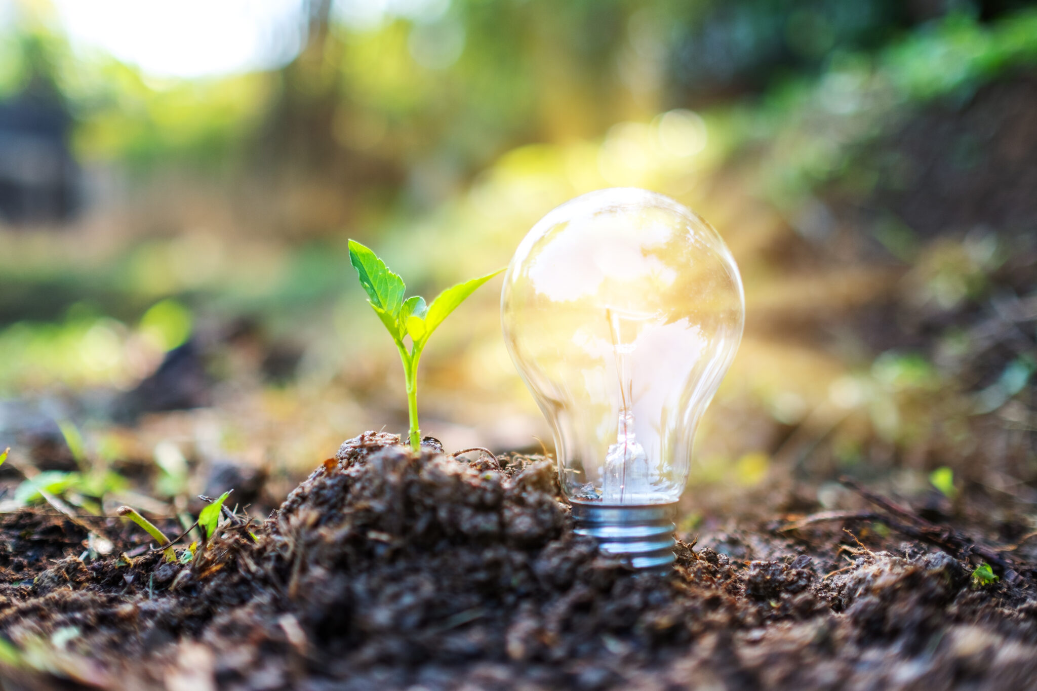 Closeup image of a small tree and a light bulb glowing on pile of soil